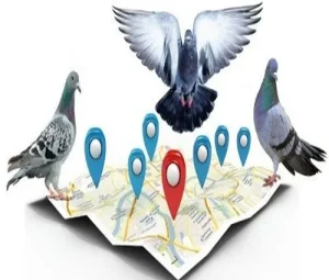 Pigeon algorithm