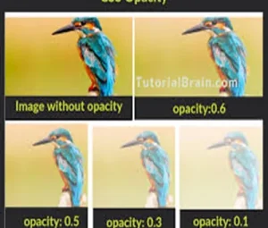 opacity in css